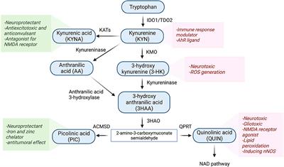 The kynurenine pathway in traumatic brain injuries and concussion